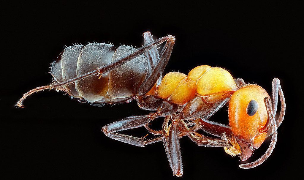 Ant Control service in Pompano Beach, FL