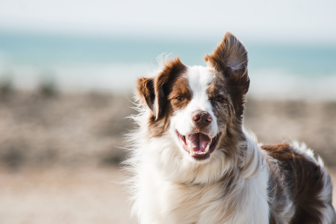 Flea & Tick Control service in Pompano Beach, FL