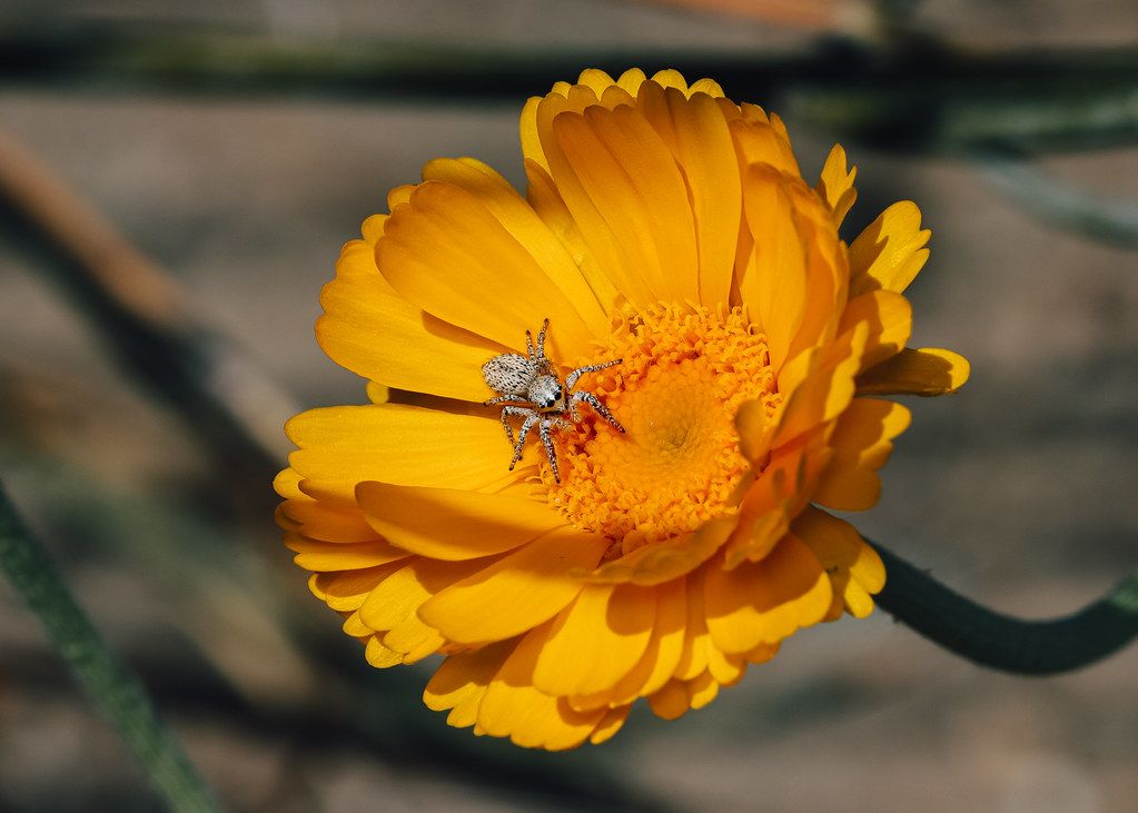 Spider Control service in Pompano Beach, FL
